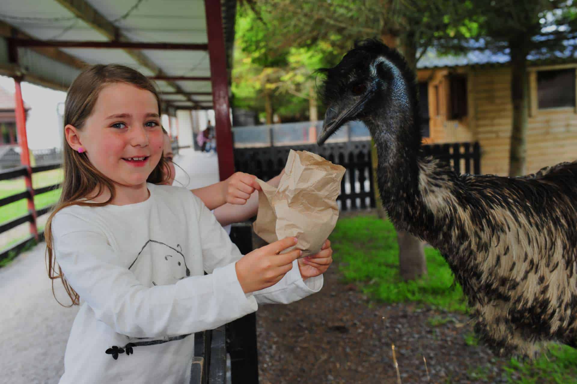 Glendeer Pet Farm Family Things to Do Shamrock Lodge Hotel